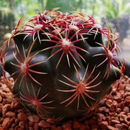 Shop Leader Real Cactus Rare Strong Thorn Cactus Succulents Office Balcony Small Potted Plant Radiat