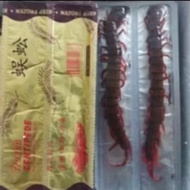 FROZEN PREDATOR AROWANA FROZEN CENTIPEDE FEED