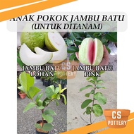 Anak Pokok Jambu Batu Lohan / Jambu Batu Pink Untuk Ditanam Pokok Hidup Real Live Plant Guava 番石榴