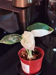 Alocasia frydek variegata