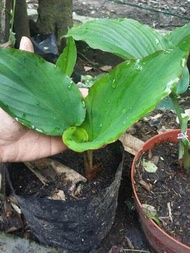 Pokok kunyit hitam Pokok hidup