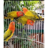 Burung Lovebird biola Ewing gold sepasang