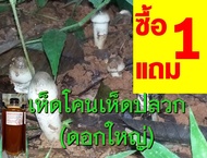 เชื้อเห็ดโคน เห็ดปลวกดอกใหญ่ ซื้อ 1 แถม 1 ขวด