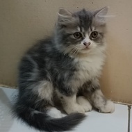 Lepas Adopsi Kucing Persia Kitten warna Abu Abu cantik