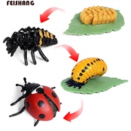 FEISHANG Growth Cycle Model Science Toy Kids Toy For Kid Butterfly Growth Cycle Biology Insect Anima