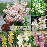 ปลูกง่ายในประเทศไทย เมล็ดสด100% เมล็ดพันธุ์ ซ่อนกลิ่น 200เมล็ด สีผสม Cordate Telosma Flower Seeds for Planting &amp; Gardening ดอกไม้หอม เมล็ดดอกไม้ บอนสีราคาถูก เมล็ดบอนสี ต้นไม้มงคล บอนสี เมล็ดพันธุ์ดอกไม้ ไม้ประดับ พันธุ์ดอกไม้ ดอกไม้ปลูก แต่งบ้านและสวน