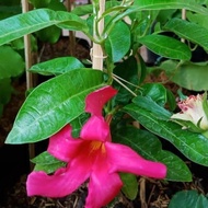tanaman hias bunga alamanda merah - tanaman bunga alamanda merah