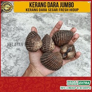 Kerang Darah JUMBO Segar/Kerang Dara Seafood-Kerang Laut Fresh HIDUP