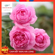 Bishop's Castle rose [ ️SUPER FRAGRANT ️] - The most popular flower on the market, the flower has a 