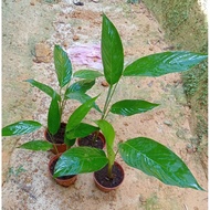 Anak Pokok lerek | Daun Bungkus Kelupis/Lemang