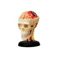 4D腦神經頭骨解剖模型