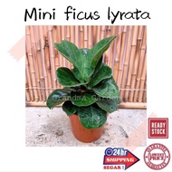 (GG real plant) mini ficus lyrata  fiddle leaf fig pokok hidup hiasan rumah live indoor houseplant t