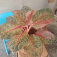 New Tanaman Koleksi Aglaonema Dewi Hughes Aglonema Dewi Hughes Jumbo