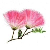 Acacia Seed Balcony Courtyard Flower Bonsai Seed Velvet Flower Tree Acacia Seed Four Seasons Easy Pl