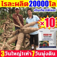 ไรละผลิต20000โล!ฮอร์โมนมันสำปะหลัง×10 ยาระเบิดหัวมัน ปุ๋ยเร่งหัวมัน 3วันใหญ่1เท่า 7วันพุ่งดิน ผงนัวฉีดมัน ป้องกันการแตกร้าว ขยายตัวอย่างรวดเร็ว ต้านทานโรค เพิ่มผลผลิต และปรับปรุงคุณภาพ ปุ๋ยมันสำปะลัง ผักราก ผงดำkga ปุ๋ยทางใบมันสำปะหลัง