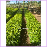 ༄ ▤ Mahogany Tree Seedlings (1pc.)
