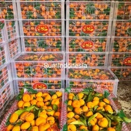Jeruk Santang Daun / Jeruk Santang Daun Mandarin