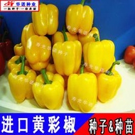 進口五彩甜椒種子 種籽 方椒菜椒辣椒黃菲特甜椒種籽 蔬菜種子 種籽四季種植hn