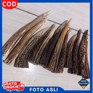 Once Pipa Roko Tanduk Rusa Asli 100%