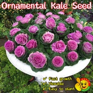 [Wholesale]100% Original Mixed Colors Ornamental Kale Seeds For Sale (Fresh 150Pcs Seeds) Kale Flowe