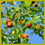 ▭ ➴ ⚖ jujube chinese dates mansanitas fruit tree seeds