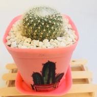 Promosi!! 3pot rm15.00/ 1pot rm7 Cactus real plant/ Decoration🌵