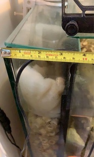 魚缸 24吋背濾