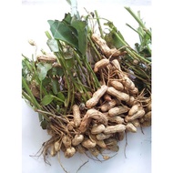 Fresh Vegetables - Peanut Roots 500g, 1kg <Feiming's Greens>