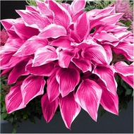 Hosta Seeds - 100 Pink Hosta Plants in Outdoor& Indoor Seed Attract Pollinators Perennial Bonsai Dec