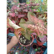 Keladi Butterfly(Rama-rama)