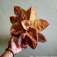 Ready Aglonema Kochin Brown