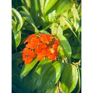 Bauhinia Kockiana - sejenis pokok bunga nursery merak coccinea phanera climber vine