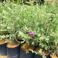 TKL - Outdoor Plant Big Size Texas Sage / Leucophyllum frutescens (Polybag 12x12) 40-50cm 室外红花玉芙蓉 (P