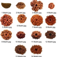 Rudraksha beads 1 - 6 Face