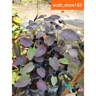 Colocasia Black Coral