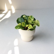 植栽 盆栽 l 乳班椒草 圓葉椒草兄弟  室內盆栽 辦公室盆栽