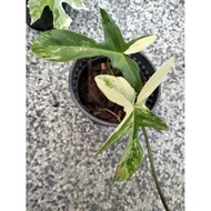 Philodendron Florida Beauty .