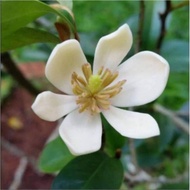 Anak Pokok Cempaka Pisang/ Cempaka Keling/ Harum/Wangi