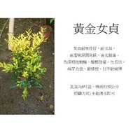 心栽花坊-黃金女貞/6吋/綠化植物/觀葉植物/售價160特價140