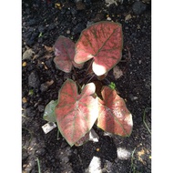 Caladium/Keladi hiasan