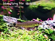 Aquarium Pet ~ Silver Flying Fox ~ Algae Eater ~ Cleaning Crew Fish