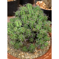 euphorbia Phillitheae (euphorbia Phillithea) Freshly Picked