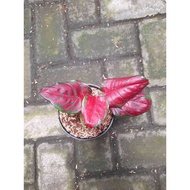 Sindo - Aglaonema Black Maroon Plant   A Stylish Statement Plant for Your Indoor Oasis