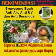 Brongsong Jambu Air Kesemek Pepaya Kelengkeng Nangka Peralatan Berkebun Pembungkus Buah Size XXL Bro