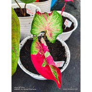 THEZALFASGARDEN - KELADI SHYCOOL / SHYCOOL CALADIUM