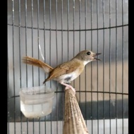 burung srdc bali pilihan jantan