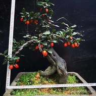 Fruit Seedling Edible Fruit Seedling Red Heart Dragon Fruit Tree Dragon Dragon Dragon Grafted Fruit 