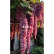 【Easy to Live】Jufeng Grape Seed Sunshine Rose Seed South Planting Garden Cold-Resistant Climbing Vine Potted Grape Tree