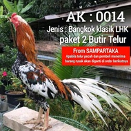 ayam bangkok aduan ekor lidi paket telur 2 butir