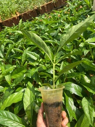 Combo 10 cây giống nhàu (cây ngao)